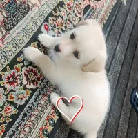 سگ با حال فروش فوری