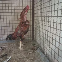 خروس لاری ریش