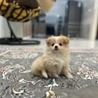 پامرین‌اشپیتز2ماهه عروسکی سایز ریز فقط۴/۳۰۰واگذاری|سگ|کرج, جهان‌شهر|دیوار