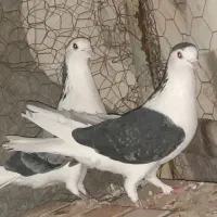 دمگیر سینه باز