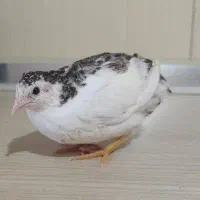 بلدرچین منیاتوری