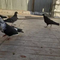 کفتر پلاکی زرد پلاس بوبور جوجه پرشیی|پرنده|قم, شهرک امام حسن|دیوار