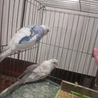 مرغ عشق نرو ماده