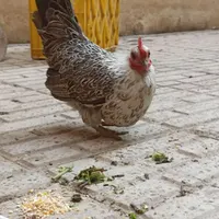 مرغ پا کوتاه تخم گزار|حیوانات مزرعه|کرج, کمال‌شهر|دیوار