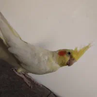 عروس هلندی لوتینو ماده|پرنده|رضوانشهر, |دیوار