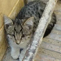 سرپرستی بچه گربه