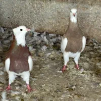 طوقی همدان