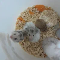 همستر نژاد سوری پشمالو ماده
