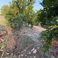 باغچه-باغ-بی-نظیر-چهار-دیواری-شده-سند-دار