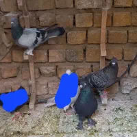 کبوتر|پرنده|شیراز, شریف‌آباد|دیوار