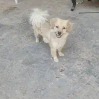 سگ گمشده در رهنان