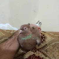 ماده سوسنی درجه یک|حیوانات|آبادان, |دیوار