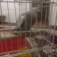 ۲ عدد عروس هلندی نر وماده|پرنده|امیدیه, |دیوار