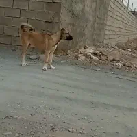ماده سرابی
