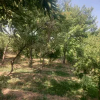 1050متر باغ آجیلی عالی نزدیک آسفالت|فروش دفتر صنعتی، کشاورزی، تجاری|سامان, |دیوار