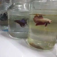 ماهی فایتر، گوپی و غذا|ماهی|تهران, تهرانسر شرقی|دیوار