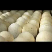 تخم بوقلمون برازجان|حیوانات مزرعه|برازجان, |دیوار