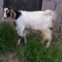 بز ماده سرحال