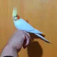 عروس هلندی لوتینو نر دستی