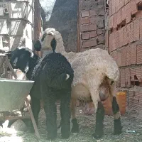 میش بره نره  افشاره