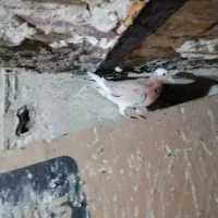 پرنده|پرنده|مشهد, قائم|دیوار