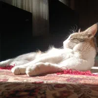 واگذاری گربه|گربه|مشهد, انقلاب|دیوار