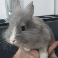 خرگوش لپ لپی ناز|موش و خرگوش|قم, علی آباد سعدگان|دیوار