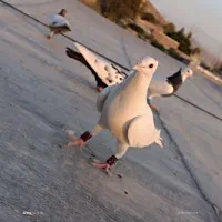 کبوتر|پرنده|آشخانه, |دیوار