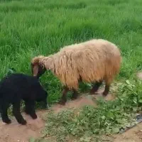 فروش میش بره داره جوان درجه یک