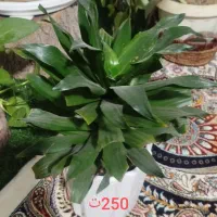 گل طبیعی|گل و گیاه طبیعی|نیشابور, ده حلاج|دیوار