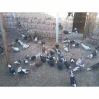 کبوتر شازده و پشدار