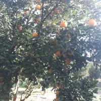 پرتقال تامسون تناژ|عمده‌فروشی|کردکوی, |دیوار