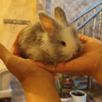 بچه خرگوش جدید اماه
