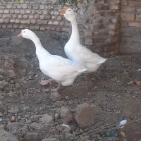 غاز قو|حیوانات مزرعه|سیمین شهر, |دیوار