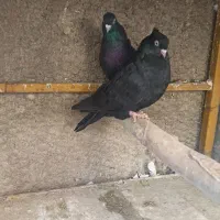 زاغ|پرنده|اصفهان, دارک|دیوار