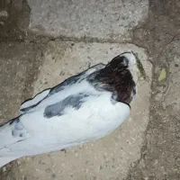 کبوترفروشی نر