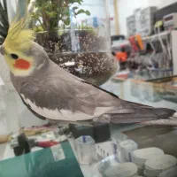 عروس هلندی نر یکساله سخنگو|پرنده|نسیم‌شهر, |دیوار