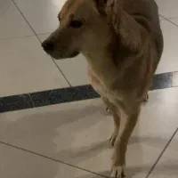 سگ گمشده در محدوده تاناکورا خورده