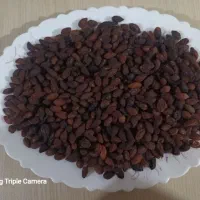 ذغال اخته خشک فروش فوری ۱۱۰