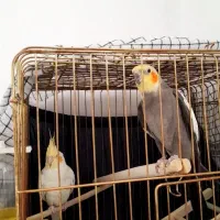 عروس هلندی|پرنده|کامیاران, |دیوار