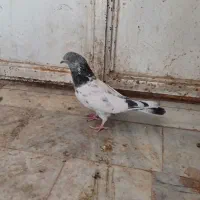 ۳تا پرشی|پرنده|جزنیک, |دیوار