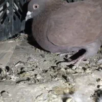 تعدادی کبوتر نابلد|پرنده|خاش, |دیوار