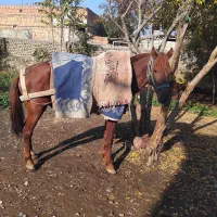 نریان   یورقه