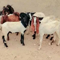 سلام ۱۰عددبز نر چنابیش|حیوانات مزرعه|کارون, |دیوار