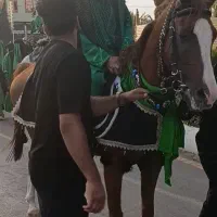 اسب مادیان بافق اقساطی