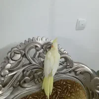 عروس هلندی جفت وجوجه