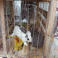 فروش دو عدد خرگوش با قفس