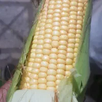 بلال تازه میکزیکی به شرط