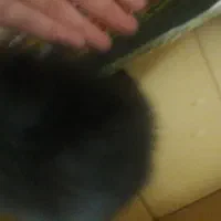 حیوون خونگی، گربه، سرپرستی