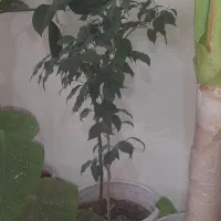 گل شاداب